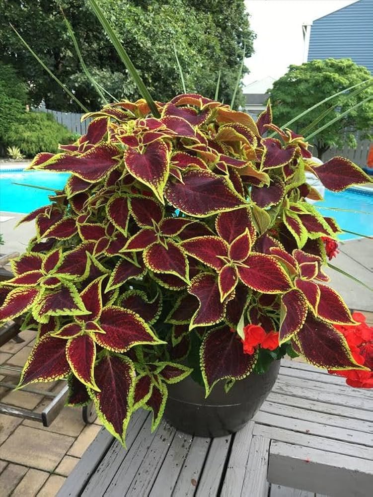 Rare Coleus Ornamental Plant with Vibrant Foliage for Gardens and Containers – 100Pcs