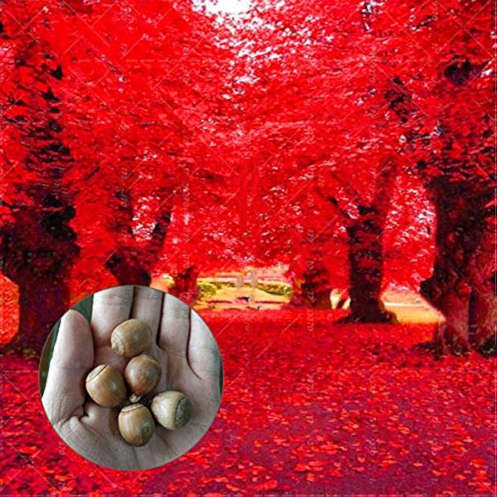 "Red Oak Tree Seeds, Planting - 100 pcs" - Plant Seeds