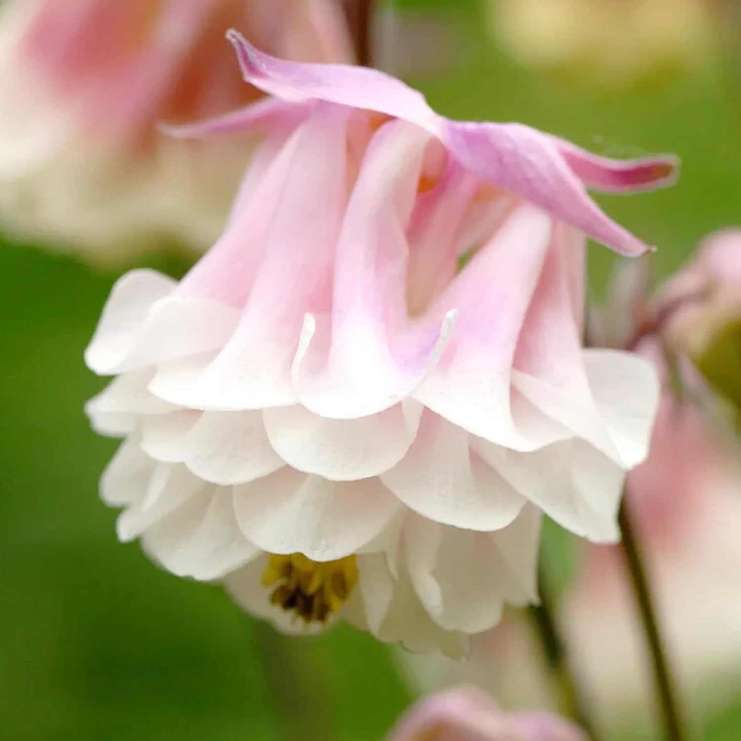 30 Stück Samen der Akelei „Pink Petticoat“ | Mehrjährige winterharte Blume | Resistent gegen Rehe und Kaninchen | Geringer Pflegeaufwand und gentechnikfrei | Perfekt für Topfpflanzen, Rabatten und Gärten im Freien