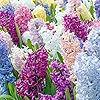 Hyazinthensamen - Hyacinthus Orientalis, mehrjährig und gentechnikfrei, pflegeleicht mit exotischem Reiz - 100 Stück