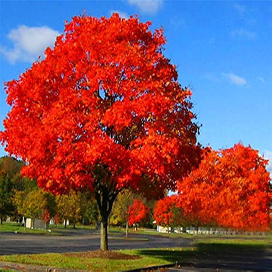 "Red Oak Tree Seeds, Planting - 100 pcs" - Plant Seeds