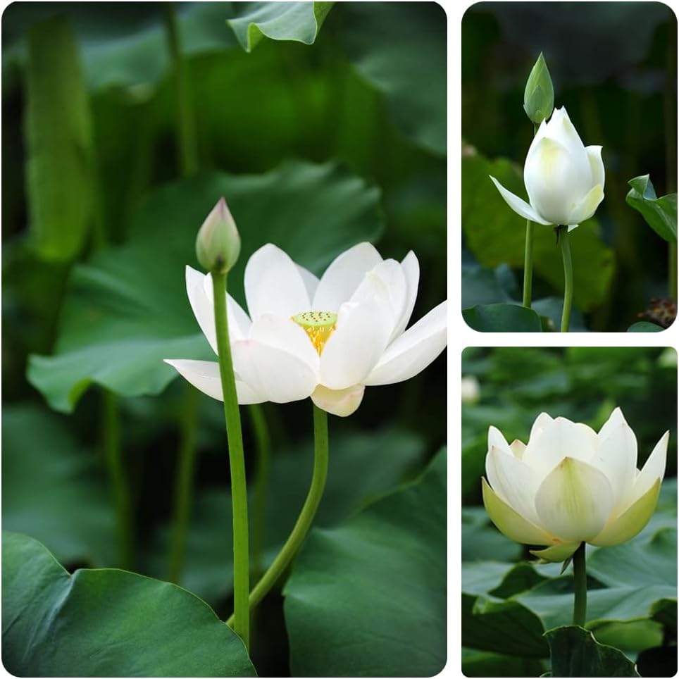 Open Mouth Bonsai Lotus Seeds Water Lily Flower Non-GMO Heirloom Garden Home for Planting - 60 Seeds