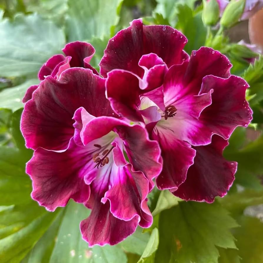 "Geranium Flower Seeds, Planting, 100 pcs" - Flower seeds