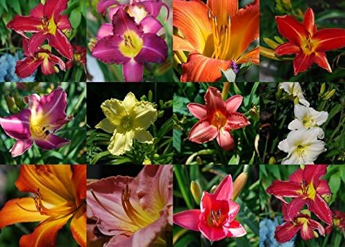 10 Mixed Colors Daylily Seeds | Hemerocallis Day Lily Fine Mix | Red, Purple, and More | 10 Flower Seeds