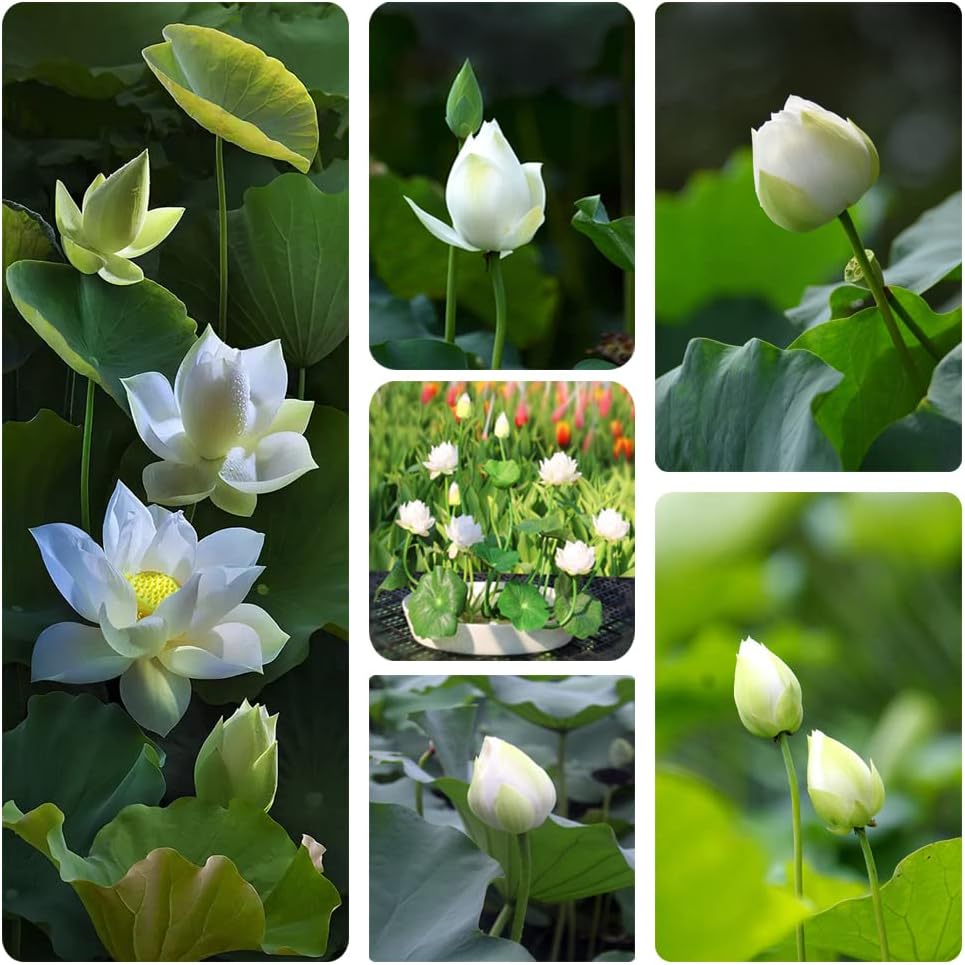 Open Mouth Bonsai Lotus Seeds Water Lily Flower Non-GMO Heirloom Garden Home for Planting - 60 Seeds