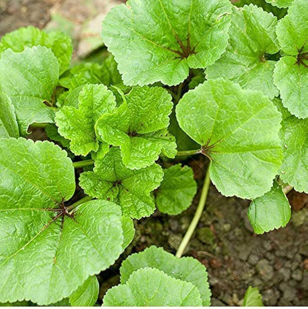 Chinese Mallow Vegetable Seeds - Cultivate Nutrient-Rich Vegetables in Your Garden for Planting and Gardening