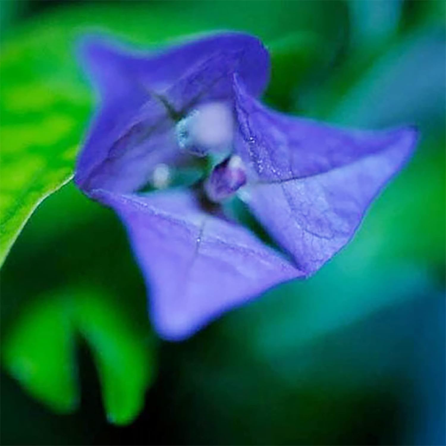 Graines de Bougainvillea spectabilis bleu à planter | Bractées éclatantes et voyantes