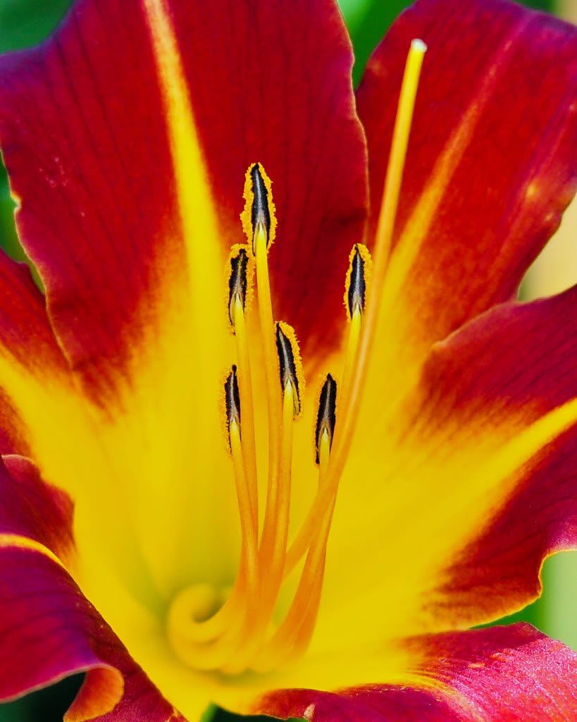 10 Mixed Colors Daylily Seeds | Hemerocallis Day Lily Fine Mix | Red, Purple, and More | 10 Flower Seeds