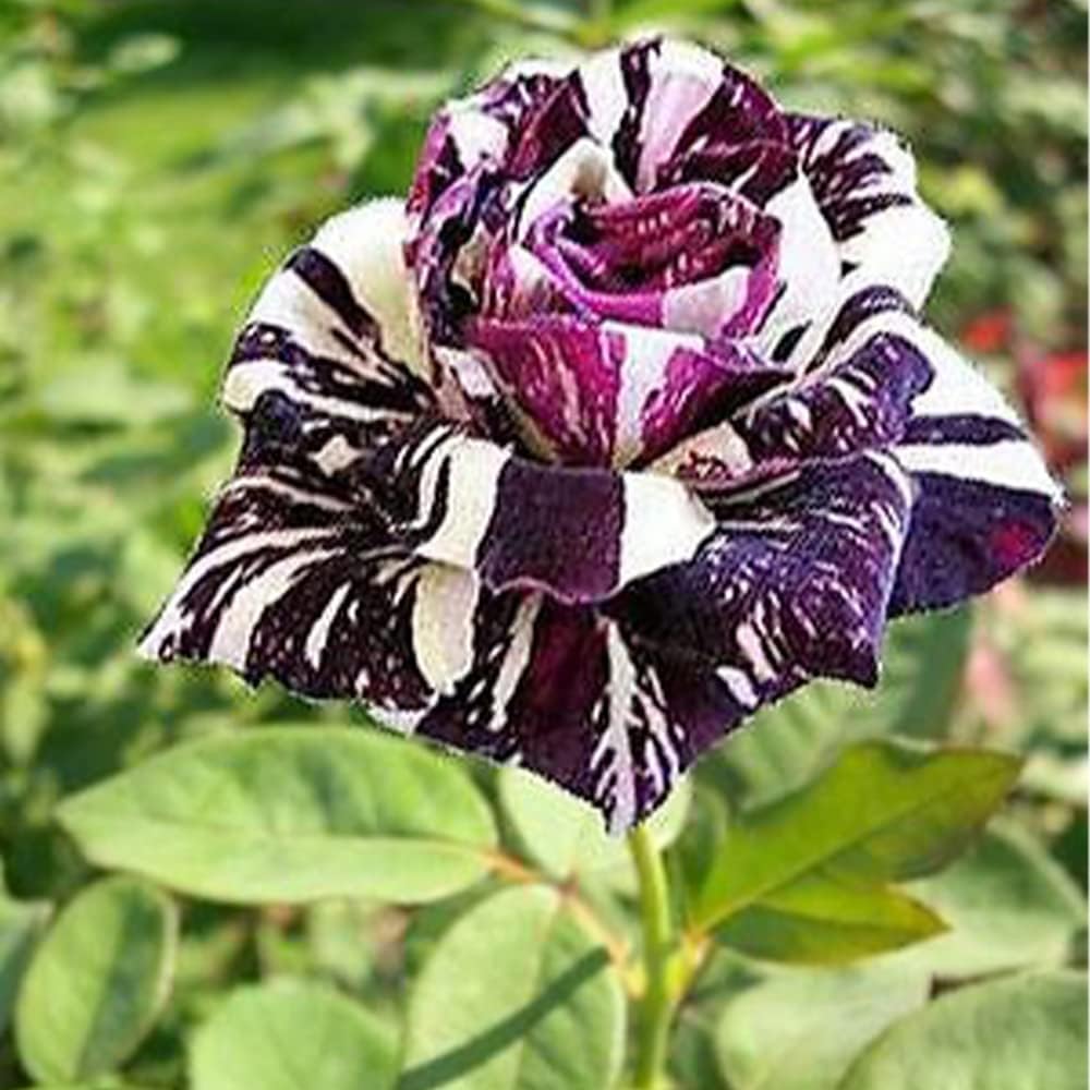 Black Dragon Rose Bush Seeds | 20 Rare Flower Seeds | Unique Dark Blooms for Garden, Borders & Containers