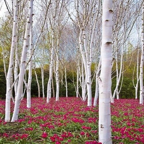 Graines de bouleau à papier blanc (Betula papyrifera) | Arbre d'ombrage robuste à croissance rapide pour les paysages | 50+ graines