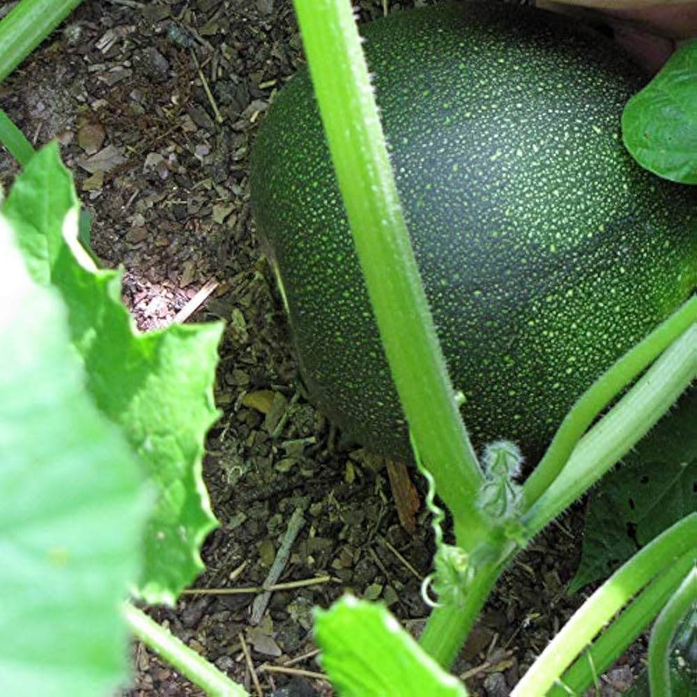 Graines de courge 'Little Gem Rolet' à planter : une variété de jardinage rustique pour votre jardin dynamique