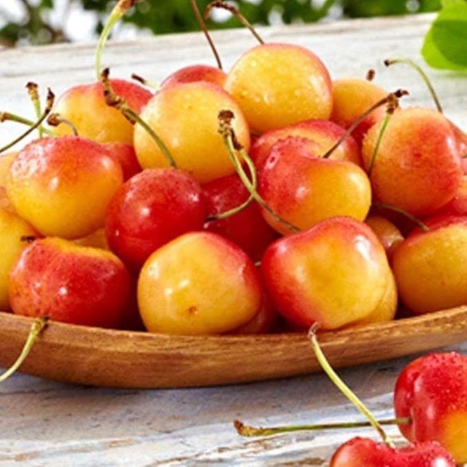 Rainier Sweet Cherry Yellow White Fruit Tree Seeds – 9 Pieces