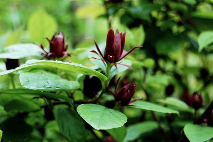 Eastern Sweetshrub/Carolina Allspice/Sweet Betsy Calycanthus Floridus Seeds, 100 Pieces