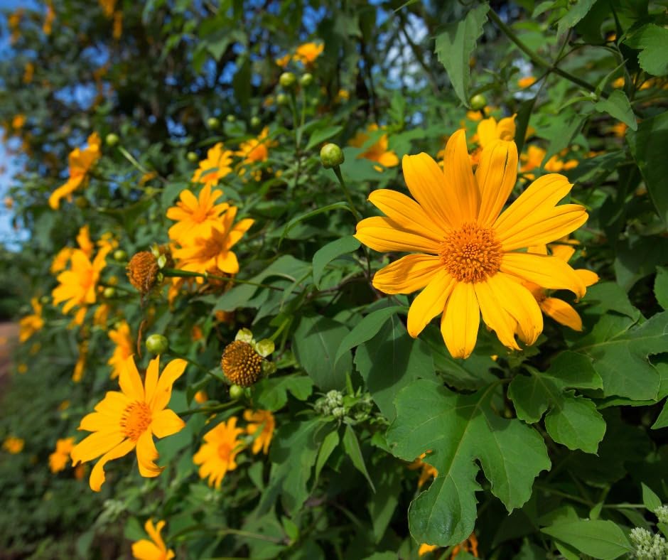 Yellow Mexican Sunflower Seeds | Tithonia Diversifolia | Perennial Flower Seeds to Attract Bees & Butterflies | Ideal for Ornamental Gardens, Beds, Patios | 125 Pcs