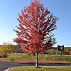 Autumn Blaze Maple Tree Seeds - Freeman Maple, Fast-Growing, Drought-Tolerant, Low Maintenance for Patio & Borders - 60 Pcs