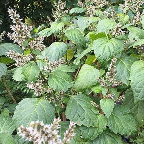 Patchouli Seeds (Pogostemon cablin) for Planting - Aromatic Herb for Gardens