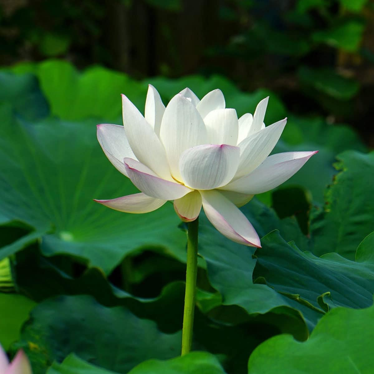 Open Mouth Bonsai Lotus Seeds Water Lily Flower Non-GMO Heirloom Garden Home for Planting - 60 Seeds