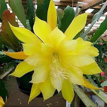 Fresh Stem Cuttings of Epiphyllum Orchid Cactus - Vibrant Yellow Colors | 5 Pieces