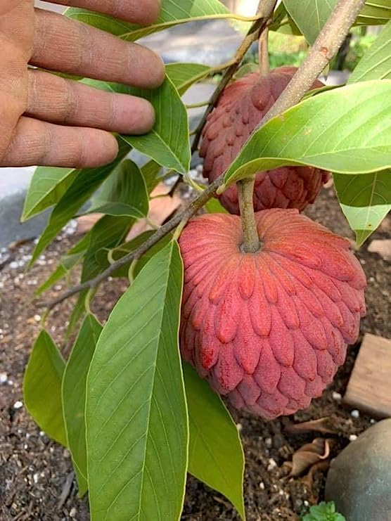 Red Sugar Apple Seeds | Sugar Apple, Sweetsop | Sweet, Custard-Like Flesh | Soft Texture & Aromatic Flavor | Ideal for Culinary Uses | 10 Pcs Seeds