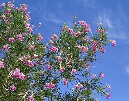 Desert Willow Chilopsis Linearis Tree/Shrub Seeds (30 Pieces)