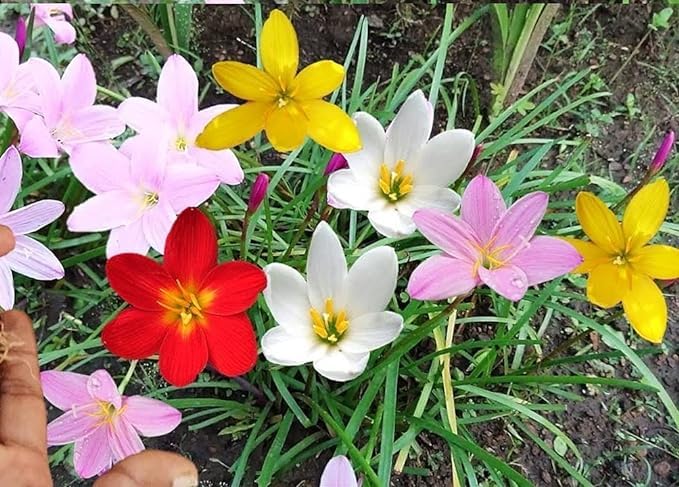 Mixed Rain Lily Flower Seeds, Planting - 100 pcs - Flower seeds