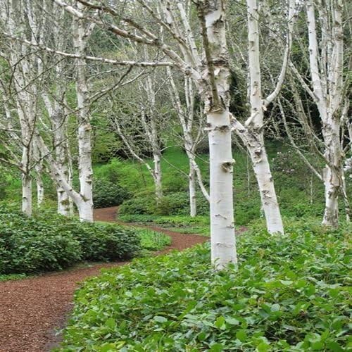 Graines de bouleau à papier blanc (Betula papyrifera) | Arbre d'ombrage robuste à croissance rapide pour les paysages | 50+ graines