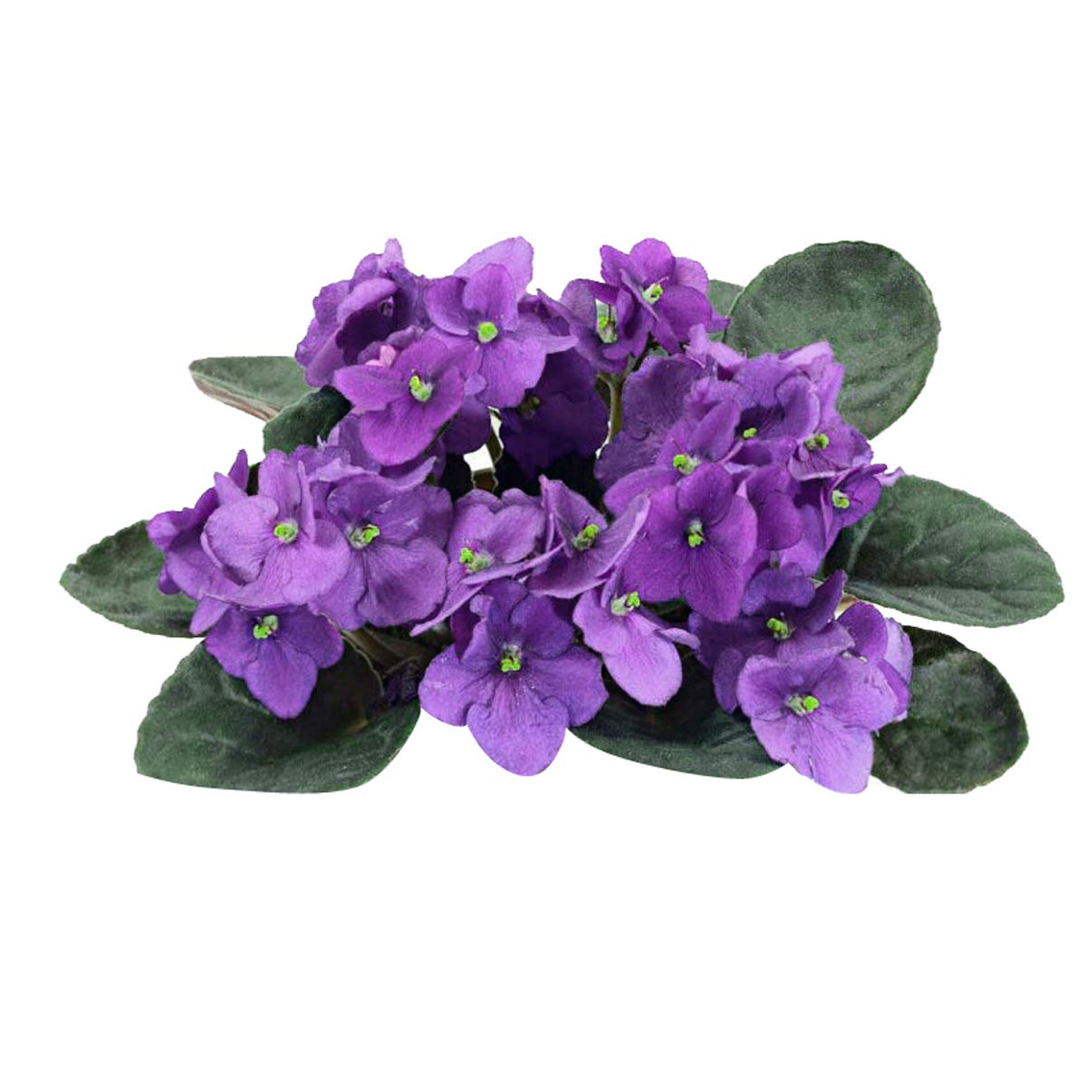 Graines de fleurs de violettes africaines Nema à planter, floraison longue durée pour votre jardin