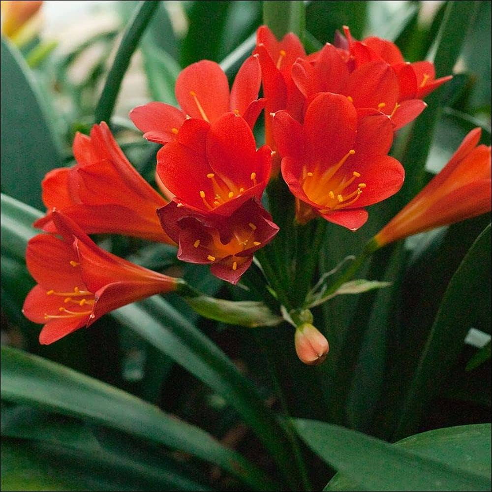 Clivia Mixed Seeds for Planting - 100 pcs - Flower seeds