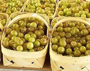 Heirloom Non-GMO Giant Scuppernong Golden Muscadine Seeds (15 Pieces)