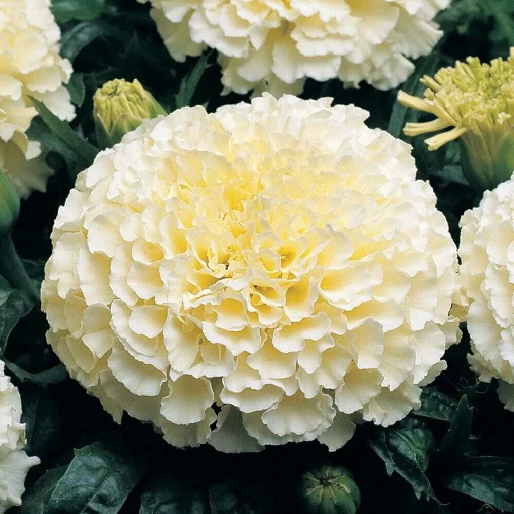 White Marigold Flower Seeds – Rare Elegant Blooms for Gardens & Bouquets