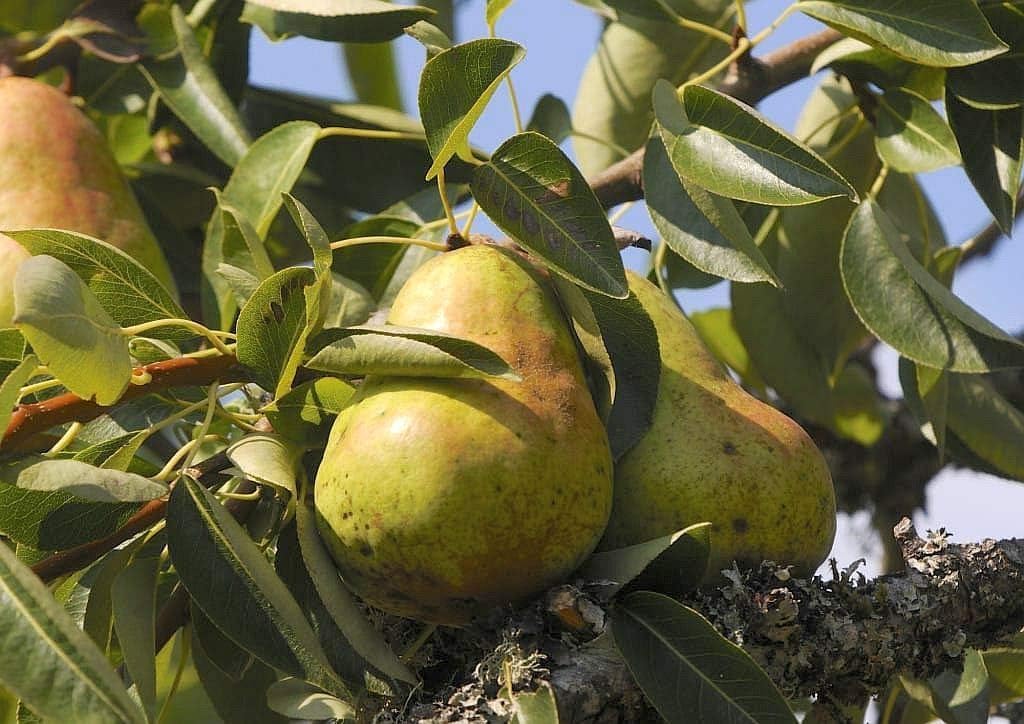 Bartlett Pear Trees for Propagation - Cold Hardy Fruit Live Plant (8 Pieces)