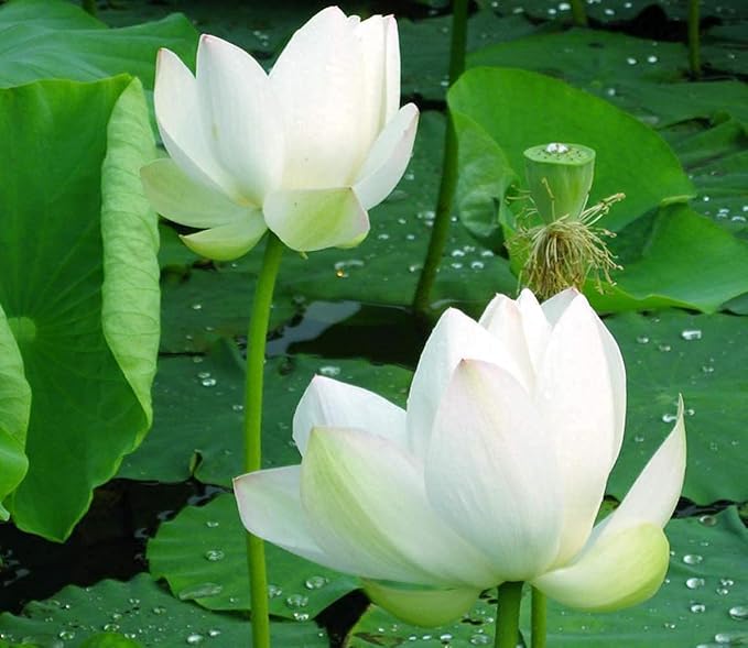 Lotus Root Seeds for Planting – Edible Plant, Grow Beautiful Lotus Flowers & Roots for Home Garden, Organic Healthy Vegetable Seeds