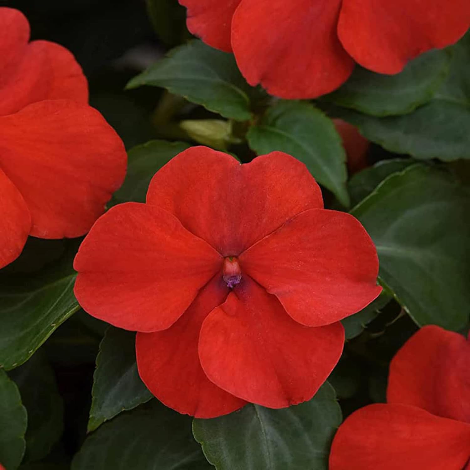 Graines d'Impatiens Les baumes Touch-Me-Not attirent les pollinisateurs Les plates-bandes de jardin Les bordures 200 pièces Graines de fleurs 