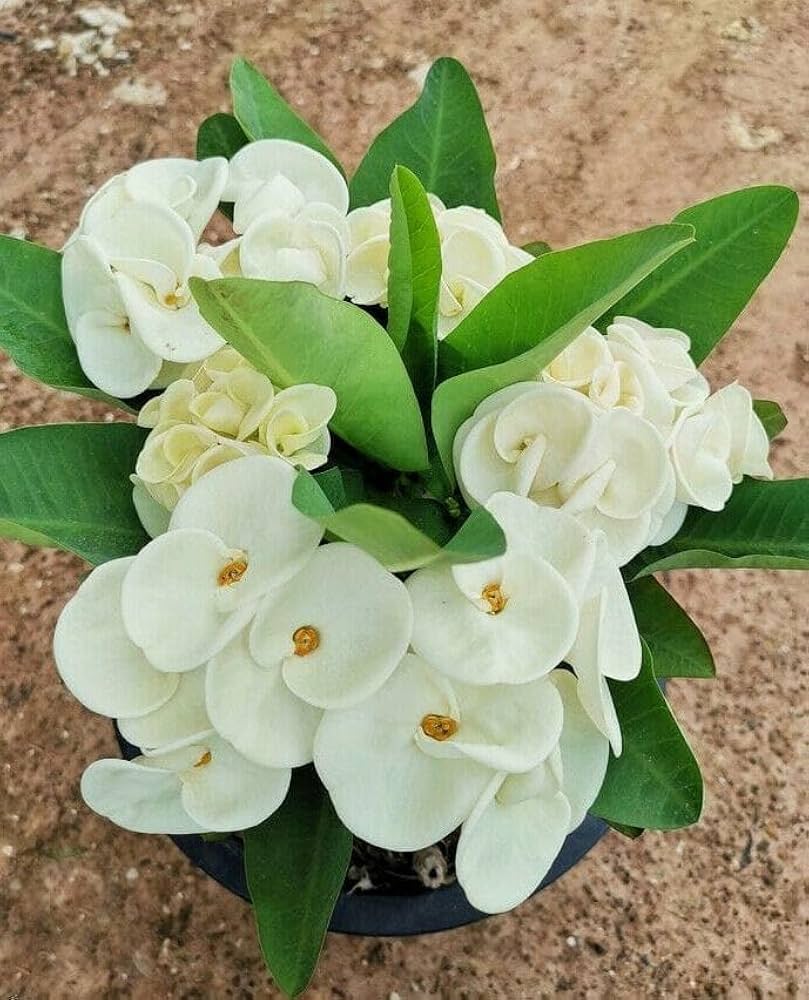 Euphorbia Milii Flower Seeds for Planting - 100 pcs - Flower seeds