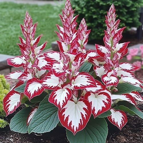 Hosta Plant Seeds - White & Red Varieties | Rare Shade-Loving Perennial Seeds for Lush Foliage Gardens