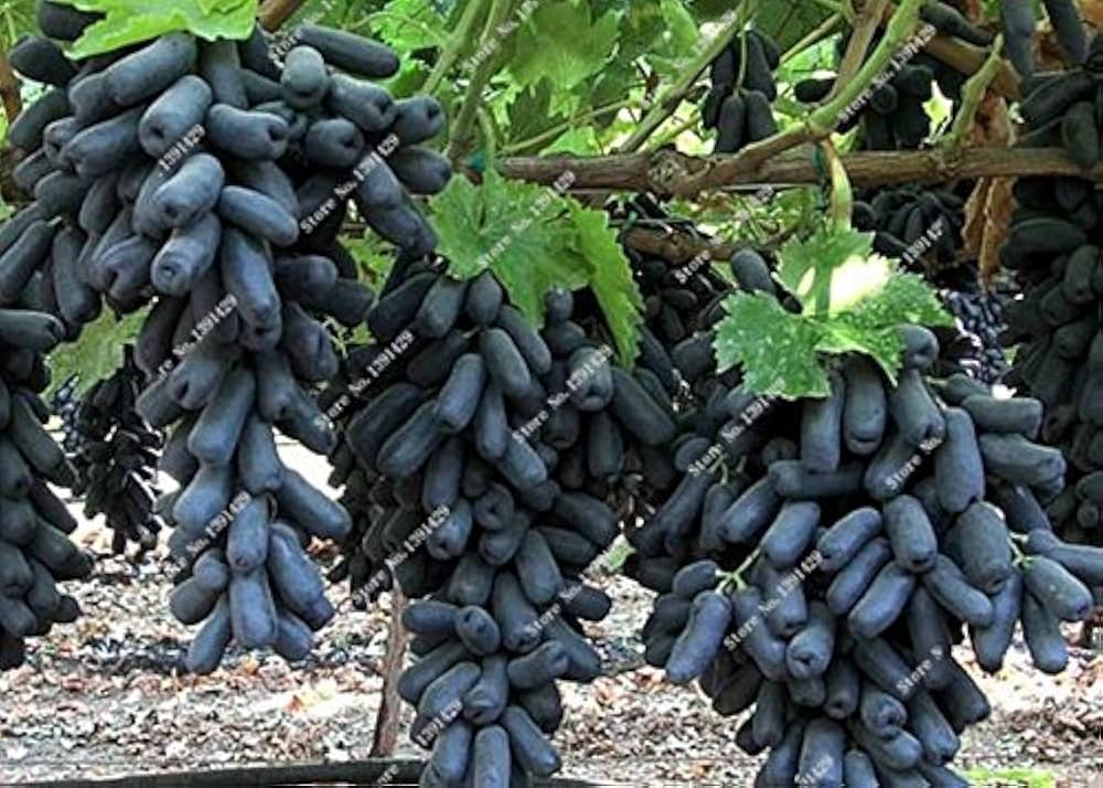 Rare Black Finger Grape Seeds - Planting - 100 pcs - Fruit Seeds