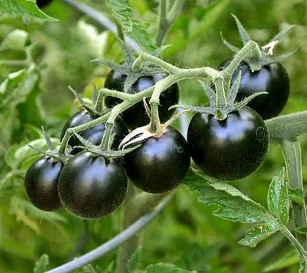 Schwarze Tomatensamen, reichhaltige und aromatische Gartentomatensorten, leicht anzubauende Samen