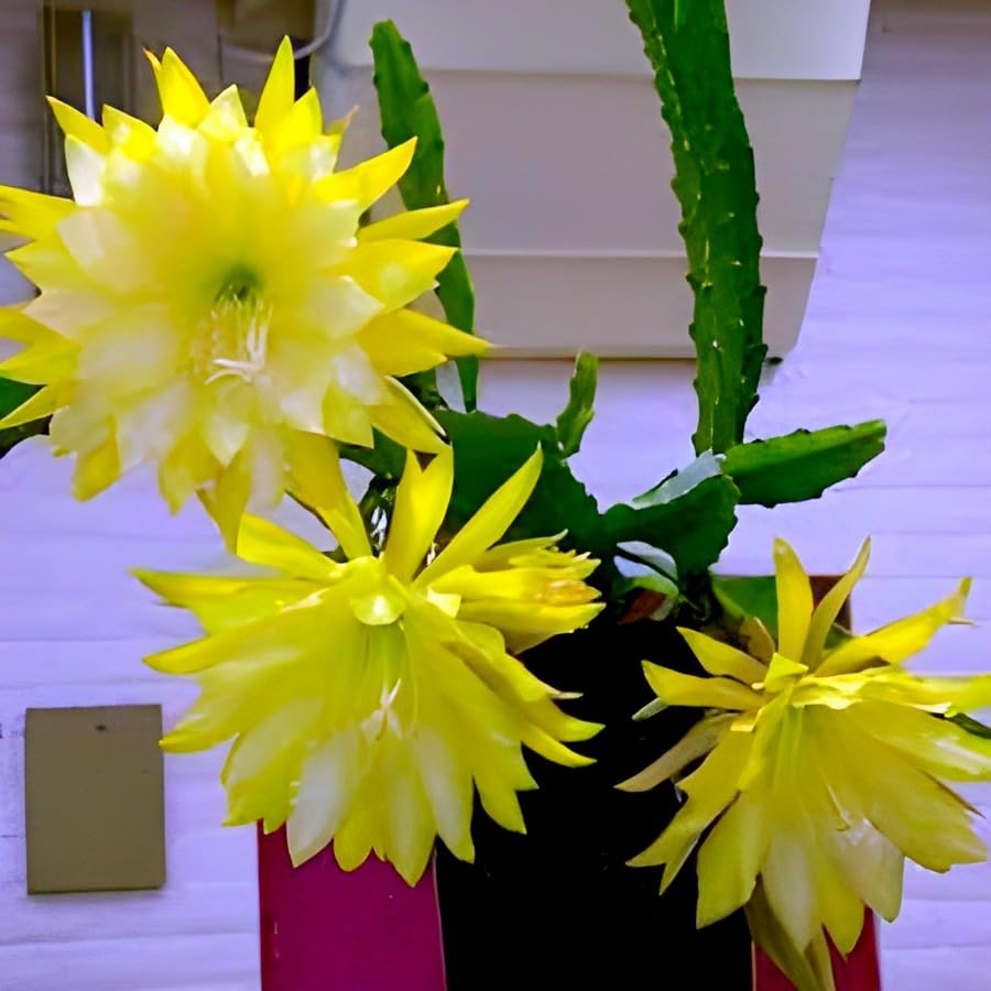 Fresh Stem Cuttings of Epiphyllum Orchid Cactus - Vibrant Yellow Colors | 5 Pieces