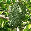 Giant Soursop Seeds Annona Tropical Fruit with Sweet & Tangy Flavor for Culinary & Health Benefits - 35 Pieces