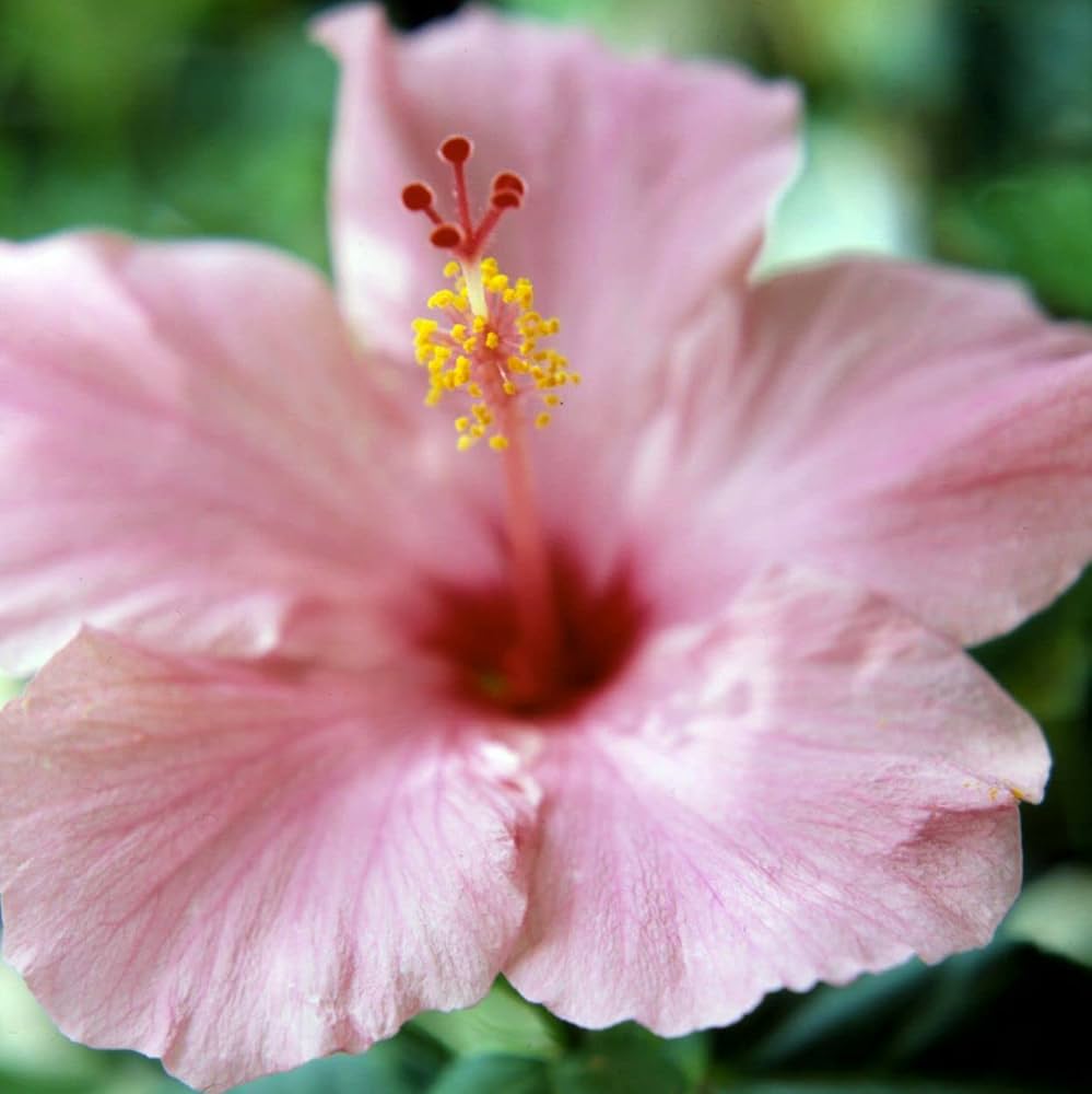 "Salmon Pink Hibiscus Seeds, Planting - 100 pcs" - Flower seeds