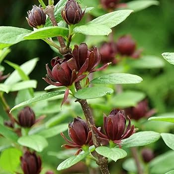 Eastern Sweetshrub/Carolina Allspice/Sweet Betsy Calycanthus Floridus Seeds, 100 Pieces