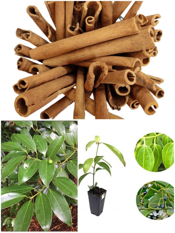 "Cinnamon Tree Seeds, Planting - 100 pcs" - Plant Seeds