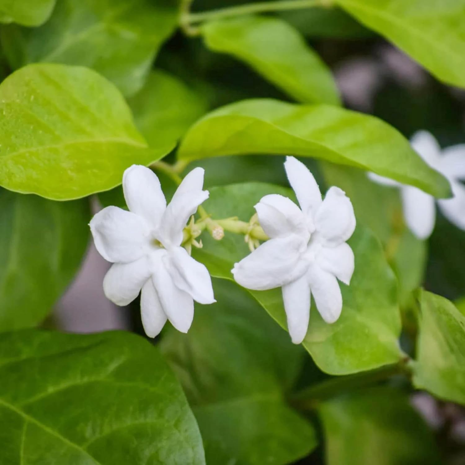 Jasminum Sambac Seeds - Arabian Jasmine, Fragrant Broadleaf Evergreen for Patio Borders & Outdoor Gardens, Low Maintenance - 20Pcs Flower Seeds