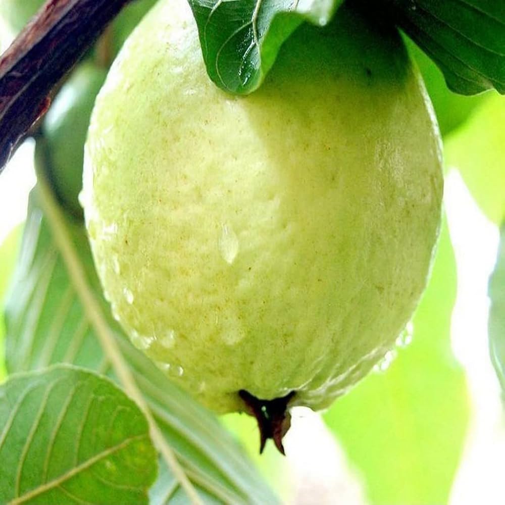 Lucknow 49 (L-49) Guava Seeds – High-Yield Tropical Fruit for Planting