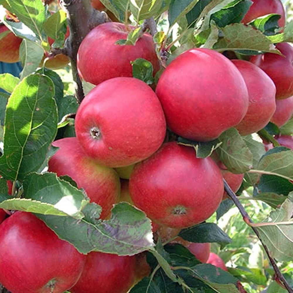 Gala Apple Seeds for Planting – Sweet & Crisp Fruit Tree Seeds