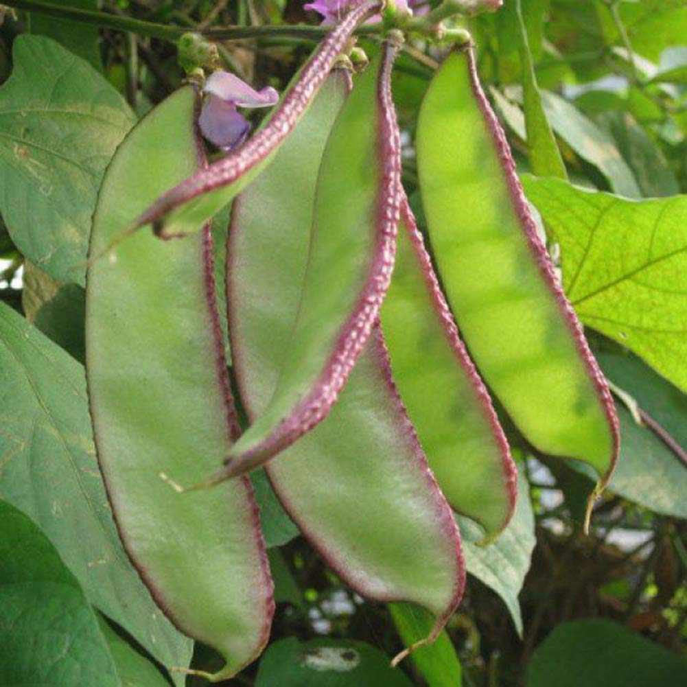 Dolichos Violet Green Seeds - Exquisite Rebe zum Anpflanzen in Ihrem Garten