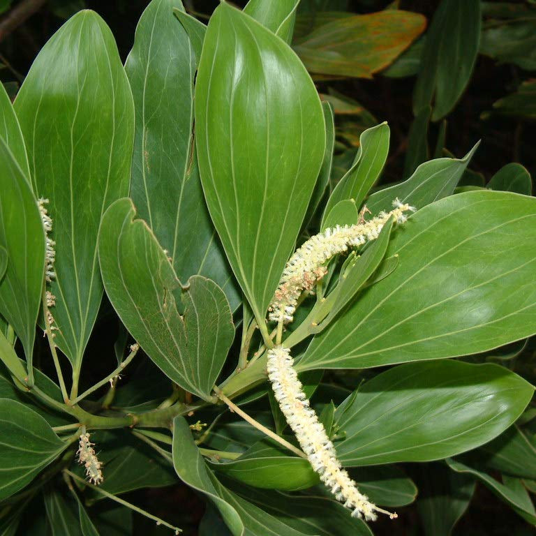 Graines d'Acacia Mangium à planter, cultivez votre propre source de bois durable