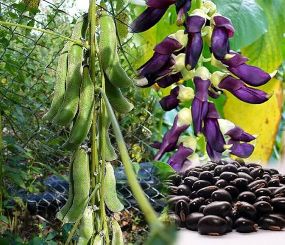 Organic Bulk Velvet Bean Seeds or Mucuna pruriens Seeds For Planting