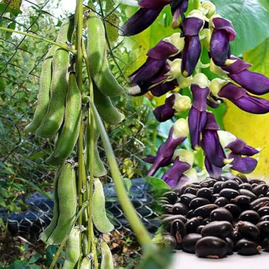 Organic Bulk Velvet Bean Seeds or Mucuna pruriens Seeds For Planting