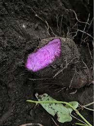 Premium Dioscorea Alata Seeds For Planting - Grow Exquisite Purple Yam in Your Garden